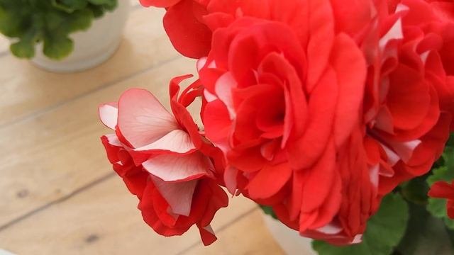 #873. Красавец ЮГ Лакомый кусочек