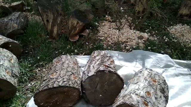 КАК ВЫРАСТИТЬ  ГРИБЫ ШИИТАКЕ У СЕБЯ НА УЧАСТКЕ! ПОКАЗЫ?