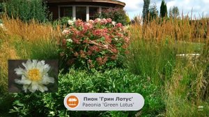 ПАРТНЕРЫ ДЛЯ ГОРТЕНЗИИ | ЧТО ПОСАДИТЬ  РЯДОМ С ГОРТЕНЗ?