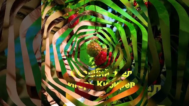 СЛАДКИЙ МЕД 🍯 **ИГОРЬ КИБИРЕВ ** смотреть онлайн