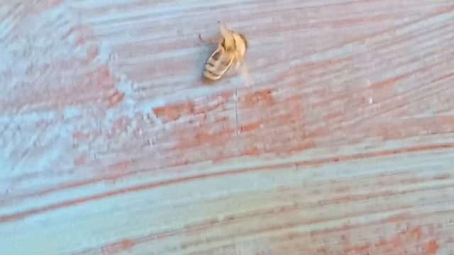 Драка пчел. Битва за мед. Конец взятка в природе. смотреть онлайн