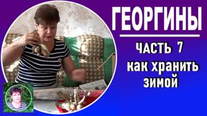 Выращивание георгин . ЧАСТЬ 7 Как хранить клубни георгин зимой