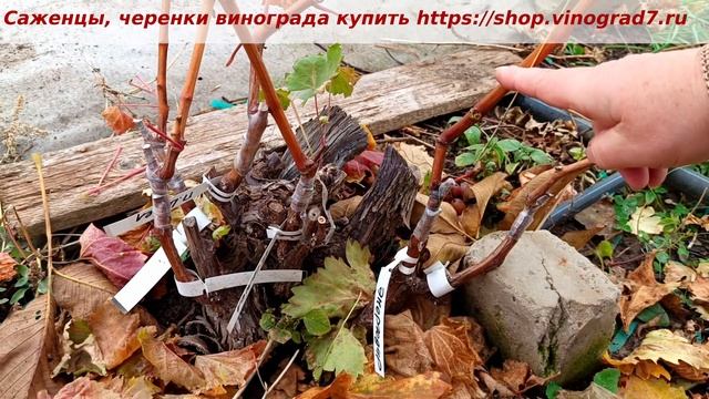 Вызреваниее прививок новых форм винограда в 2023 году. П смотреть онлайн