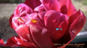 Тюльпан махровый Антрацит (tulipa antraciet) 🌿 обзор: как саж?