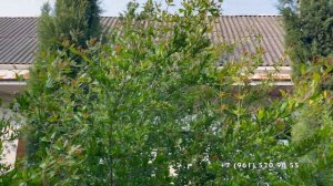 Летняя обрезка граната