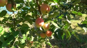 Яблоня ТЕРЕМОК Сорт интенсивного типа