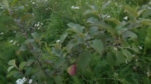 яблоня сорта талисман