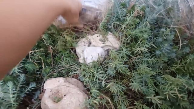 Очитки и молодила и их  интересное применение в садово смотреть онлайн