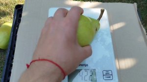 Груша Дельбарью 2024 Київщина