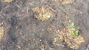 Щепа от дробилки. Применение на даче