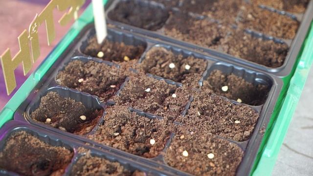 Как сажать перец на рассаду? 🌱 смотреть онлайн