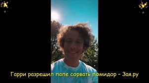 Максим Галкин с сыном похвастались урожаем помидор.  Н
