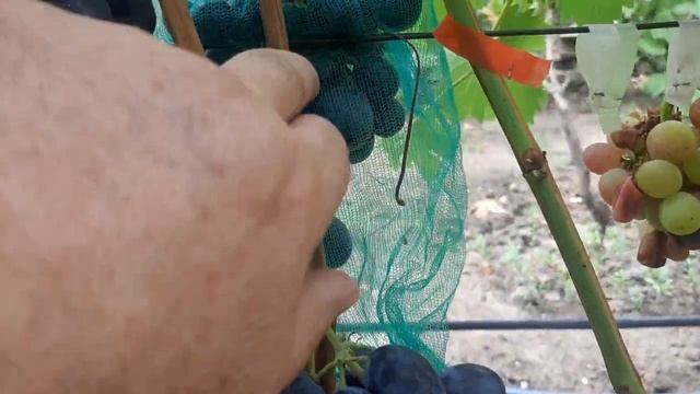 Лорано - открыл для себя виноград по новому. смотреть онлайн