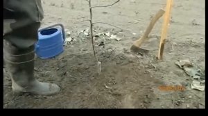 Осенняя пересадка саженцев