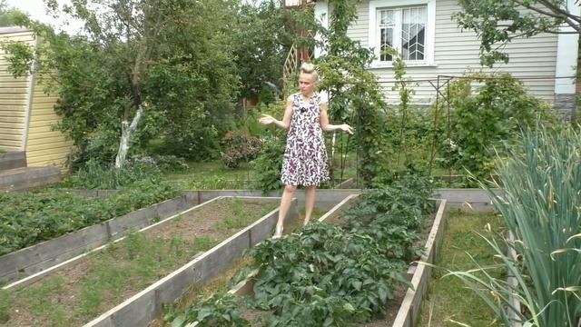 Как защитить картофель от колорадского жука смотреть онлайн