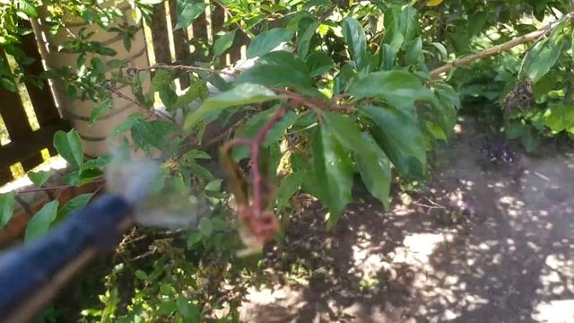 ЗА 1 РАЗ ИЗБАВИЛСЯ ОТ ТЛИ НАВСЕГДА! Я В ШОКЕ, ЭТОТ СПОСО смотреть онлайн