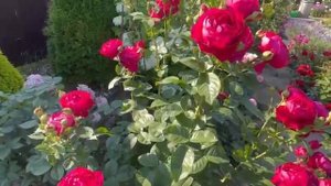 Роза Аскот (Ascot). Татарстан. Лето 2025 года.