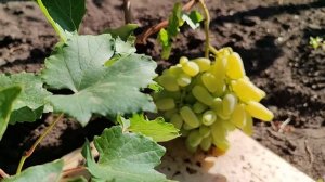 Сорта винограда для Рынка на новом участке (2025)