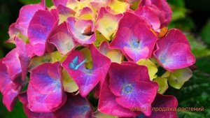 Гортензия крупнолистовая Сибилла (sibilla) 🌿 Сибилла обз