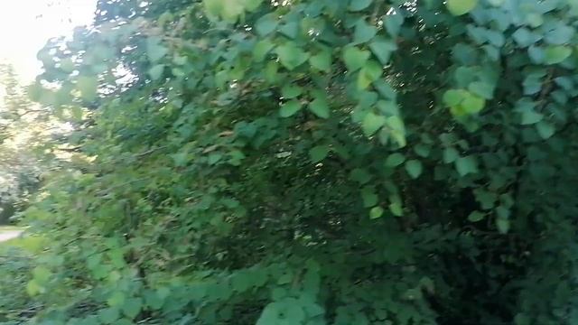 Багрянник японский (Cercidiphyllum japonicum) смотреть онлайн