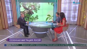 Сезон миграции лосей в Петербурге