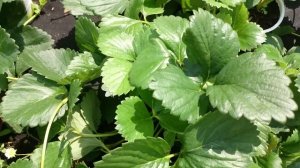 Ремонтантная земляника Королева Елизавета 2, Мара де Б