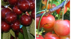 Черешня плодовая Ипуть-Фатеж (iput-fatezh) 🌿 обзор: как саж?