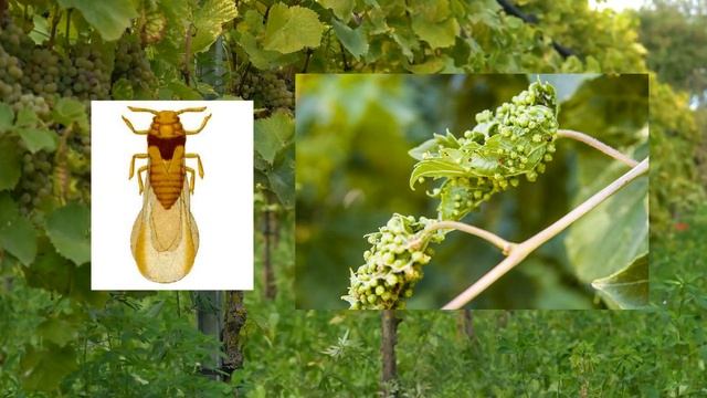 Лаванда и виноград - секрет большого урожая/ Lavender And Grape