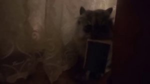 Макс и губка для посуды Июнь 2019