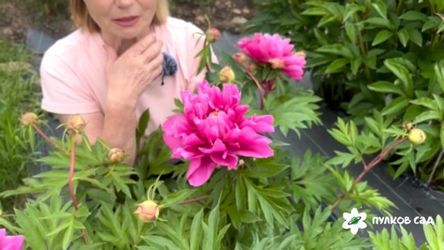 Belle Toulousaine peony. Белль Тулузен пион. Пулков сад (2025 г.) смотреть онлайн