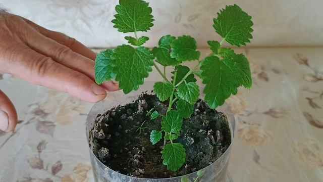 Как размножить мелиссу | Результат 100% | Укоренение чер?