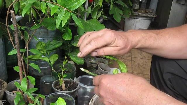 УКОРЕНЯЕМ черенками ГРАНАТ,СТЕВИЮ,ИНЖИР,ЦИТРУСЫ смотреть онлайн