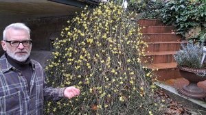 Жасмин голоцветковый (Jasminum nudiflorum). Рекомендую / Игорь Б