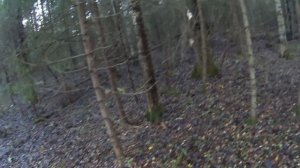 В одиночный поход в лес.  Сбор грибов провалился, зато ?