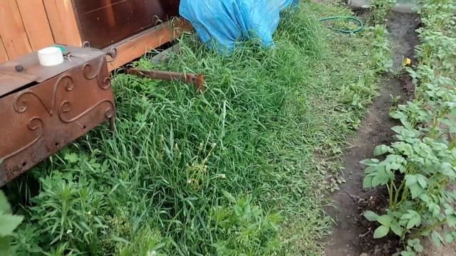 07.2025 (4) И меня понеслооо...Заморозка укропа и прополка ч смотреть онлайн