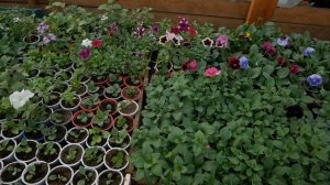 Бизнес на рассаде. Как зарабатывают предприниматели в