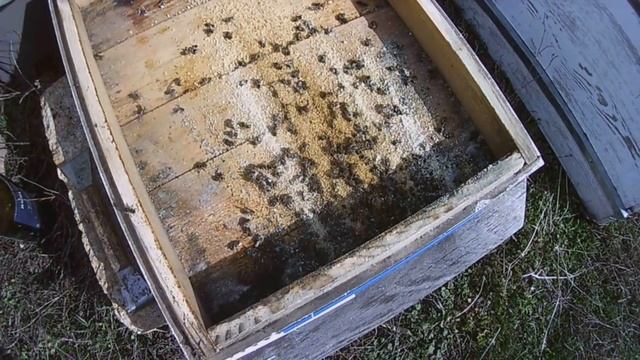 КАКОЕ КОЛИЧЕСТВО ПЧЕЛ ПОГИБЛО ПРИ ЗИМОВКЕ БЕЗ УТЕПЛИТ смотреть онлайн