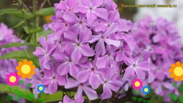 Флокс метельчатый Гордость России. Краткий обзор, опи?