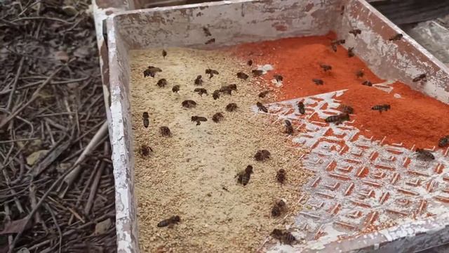 Весеняя стимуляция матки , Соевая Мука + Красный П? смотреть онлайн