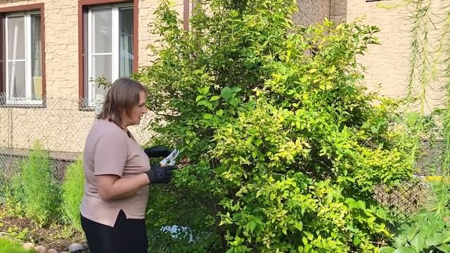 Как ПРАВИЛЬНО обрезать ЧУБУШНИК, омоложение «жасмина? смотреть онлайн