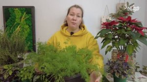 ТЯНЕТ НА УКРОП ЗИМОЙ? КАК ВЫРАСТИТЬ ДОМА НА ПОДОКОННИК