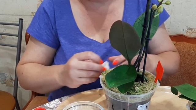 Обработка орхидей «Стимул антистресс» ! Коротко о важ? смотреть онлайн