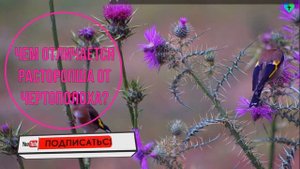 ЧЕРТОПОЛОХ - это вид РАСТОРОПШИ:  лечение и рецепты. По?