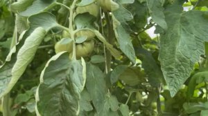 3 сорта томатов которые нас удивили! Изобильный, Голуб?