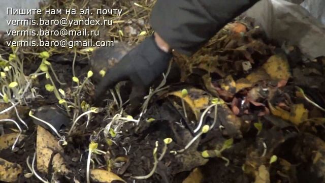 АТ349 Черви и Растения Едят корни или нет ? Разведение К? смотреть онлайн
