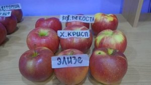 Зимние яблоки Элизе, Хоней Крисп, Джонаголд Декоста.