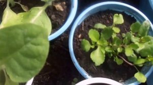 Выращивание рассады табака на подоконнике и в теплице