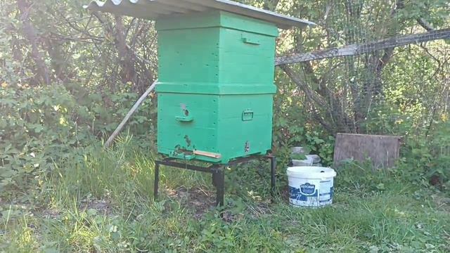 Как поймать пчёл. Роение. Пчеловодство. смотреть онлайн