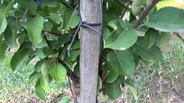 Яблоня СОЛАРИС / Сигнальное плодоношение на переприви смотреть онлайн