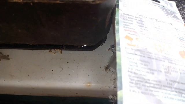 Бесплатный табак для курения сигарет,трубки выращива? смотреть онлайн